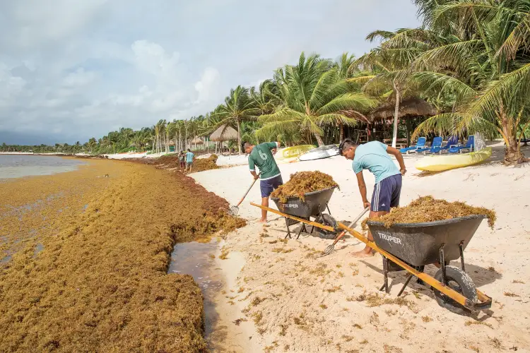 Workers shovel sargassum seaweed into wheelbarrows on a beach lined with palm trees and blue beach chairs Workers shovel sargassum seaweed into wheelbarrows on a beach lined with palm trees and blue beach chairs