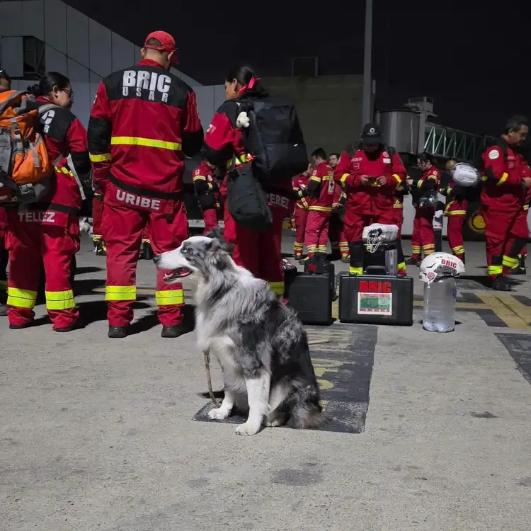 A rescue dog sits in the foreground while uniformed emergency workers gather behind it at night