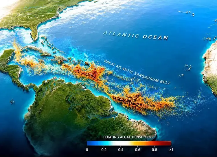 Satellite map showing floating algae density across the Atlantic Ocean and Caribbean waters, with color scale indicating concentration levels from blue to red