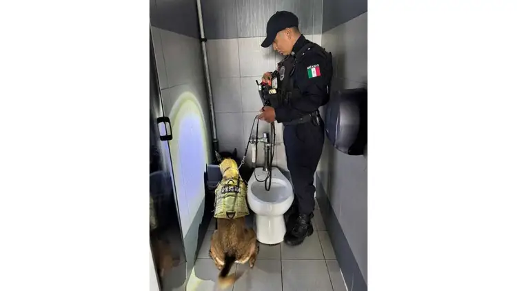 Police officer in black uniform and cap stands in a bathroom stall with a detection dog wearing a yellow vest Police officer in black uniform and cap stands in a bathroom stall with a detection dog wearing a yellow vest