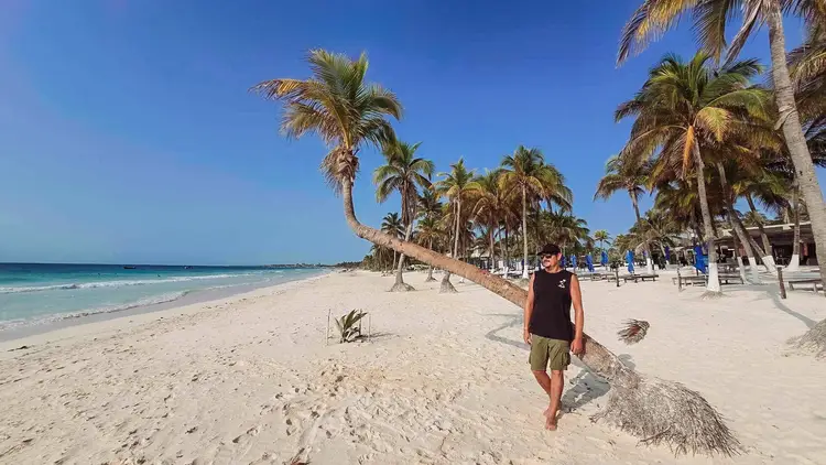 Person walking on sandy beach lined with palm trees under clear blue sky