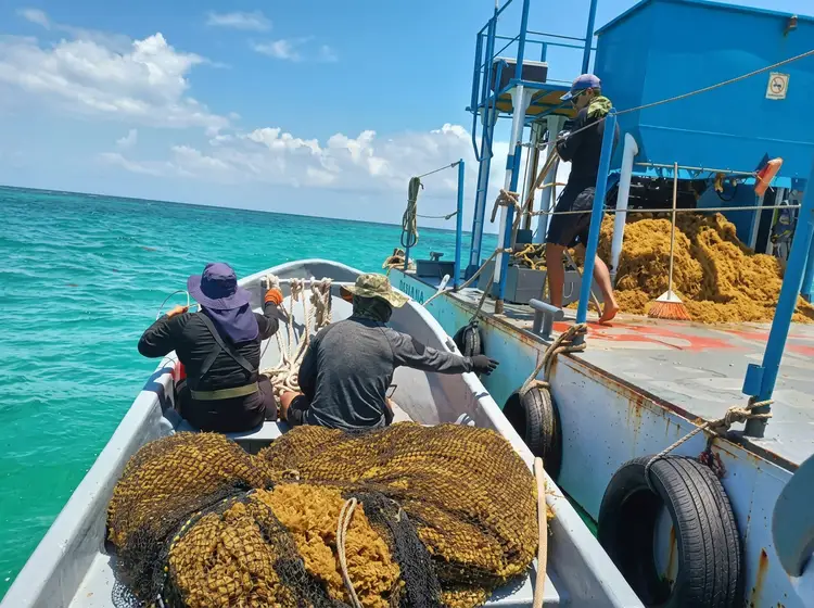 Workers load sargassum seaweed from a small boat onto a larger blue vessel in clear turquoise water
