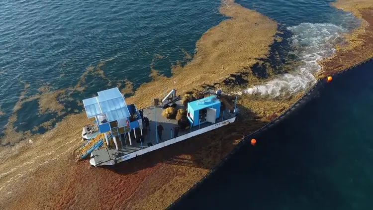 Work barge with excavator removes sargassum seaweed from shallow coastal waters near rocky outcrops Work barge with excavator removes sargassum seaweed from shallow coastal waters near rocky outcrops