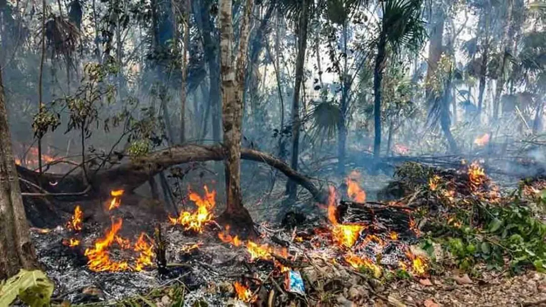Devastating Fire Engulfs Tulum’s Sian Ka’an, Sparks Emergency Response Forest fire burns among fallen logs and standing trees with thick smoke rising through the canopy