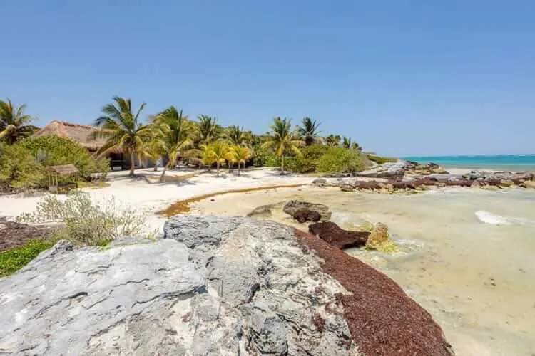 Rocky shoreline with palm trees and sandy beach along turquoise water under clear sky