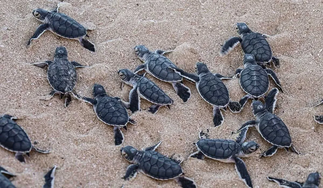Baby sea turtles crawl across sand toward the ocean after hatching