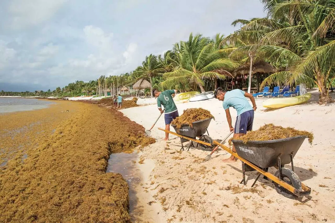Quintana Roo Preps for Massive Sargassum Arrival Workers remove sargassum seaweed from a sandy beach lined with palm trees and boats