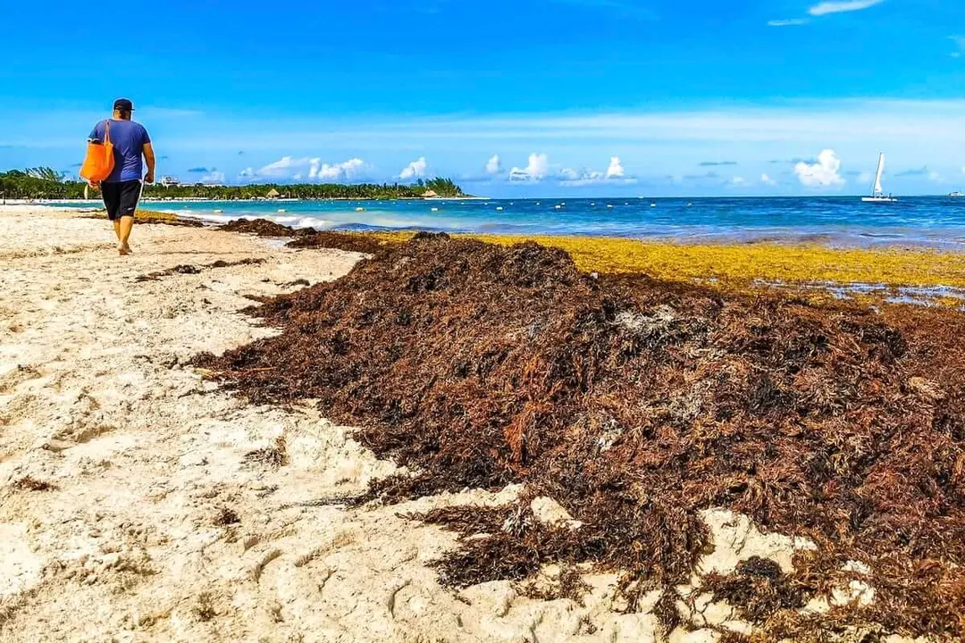 Can Riviera Maya turn the 2025 sargassum crisis into opportunity? Person jogging along a beach past a large pile of brown sargassum seaweed, with sailboat visible on the horizon