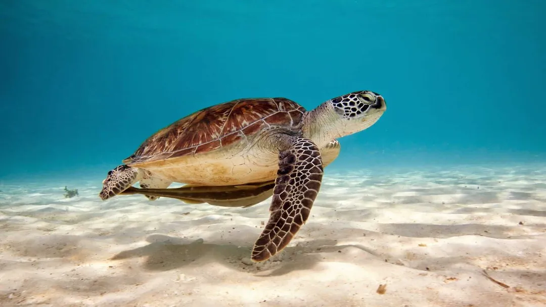 Sea turtle swimming above sandy ocean floor in shallow turquoise water