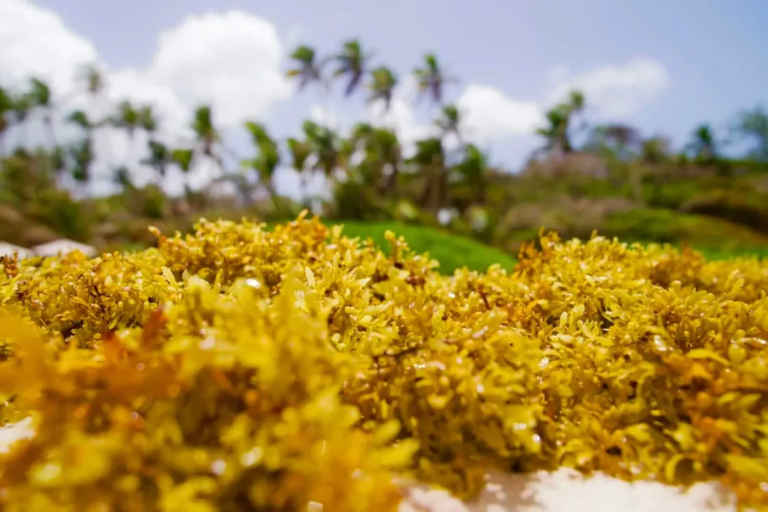 Yellow seaweed washes ashore on a beach with palm trees and cloudy sky in the background