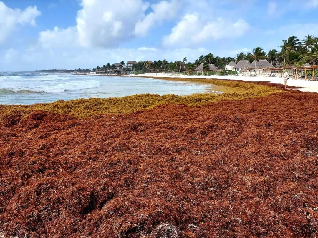 Inaction on sargassum threatens Tulum’s economy and ecology Reddish-brown seaweed covers a beach in front of seaside buildings and palm trees under partly cloudy skies