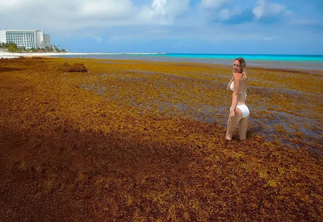 Woman wading in shallow water covered with brown sargassum seaweed, with beachfront hotels visible along the shore