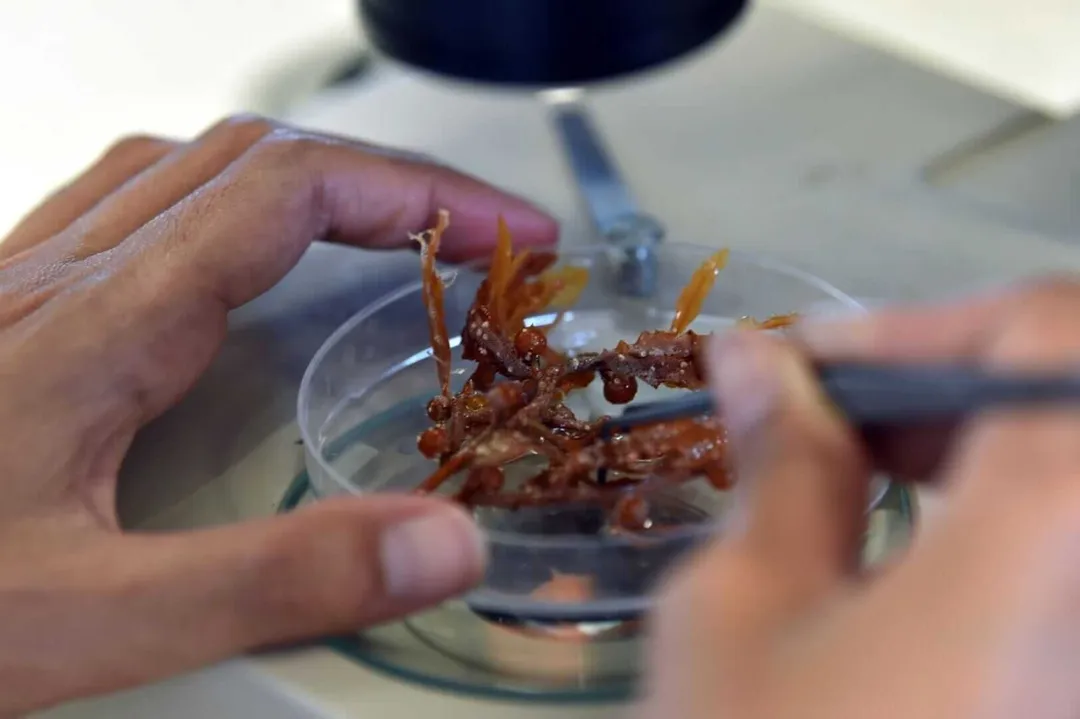 Turning Seaweed into Opportunity in the Riviera Maya Hands hold dried reddish-brown seaweed over a clear container on a light surface