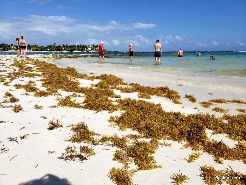 Hotels Intensify Work Amid Sargassum Influx Beachgoers wade in shallow turquoise water near a sandy shore covered with brown seaweed