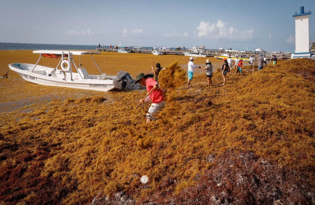 Sargassum in Mexico 2025: Beaches Braced for Record Seaweed Child in red jacket runs across brown seaweed-covered beach with boats and other beachgoers visible in the background