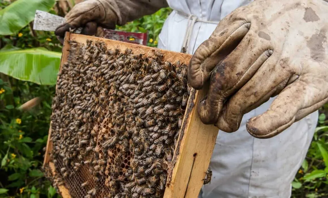 Beekeeper in white shirt and gloves holds a wooden frame covered with honeycomb and bees in an outdoor garden setting