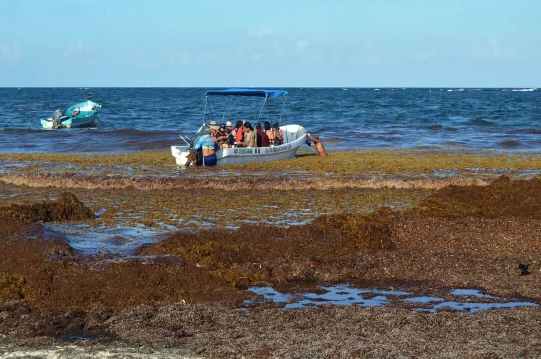Harness Tourism Revenue to Battle Sargassum Invasion A group of tourists board a boat in shallow water near a seaweed-covered beach, with another boat visible in the distance