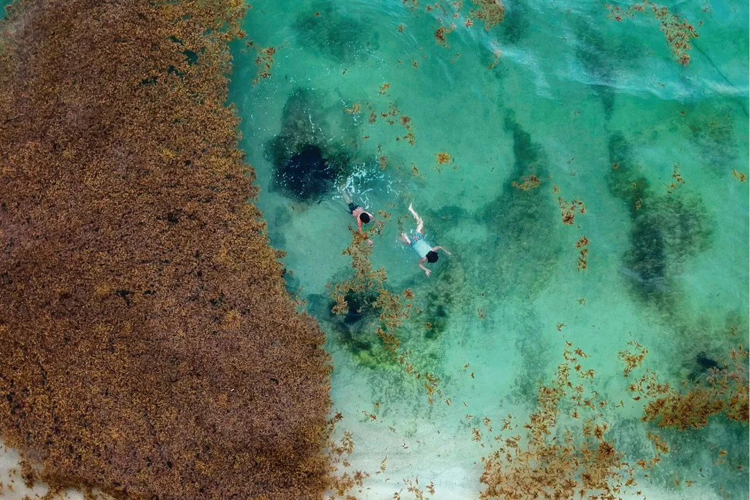 Aerial view of two swimmers in turquoise water surrounded by brown seaweed and scattered debris near a sandy shore