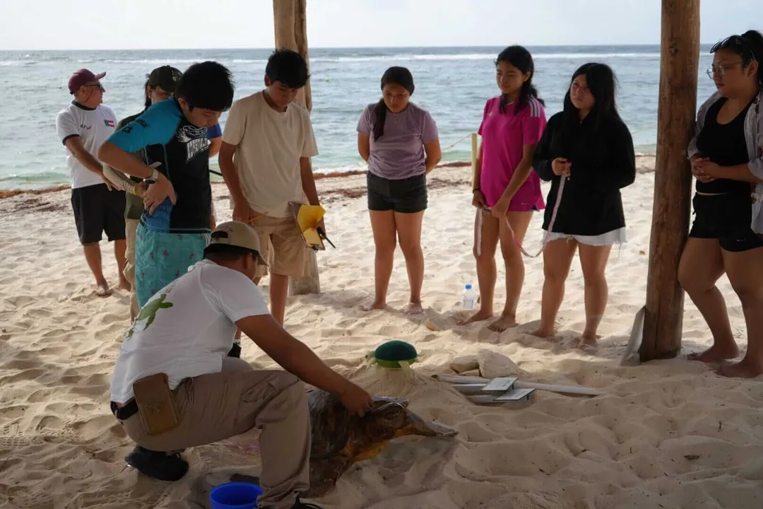 A group gathers on the beach as an instructor examines a sea turtle in the sand near wooden posts along the shore