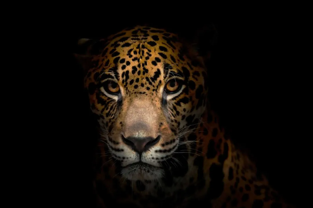 Jaguar's face looking directly at camera against a dark background