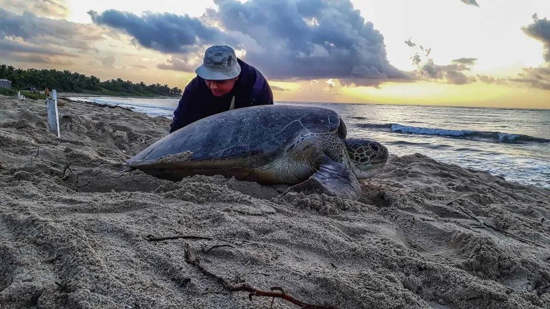 Person in cap and jacket examines a sea turtle resting on sand at the water's edge at sunset