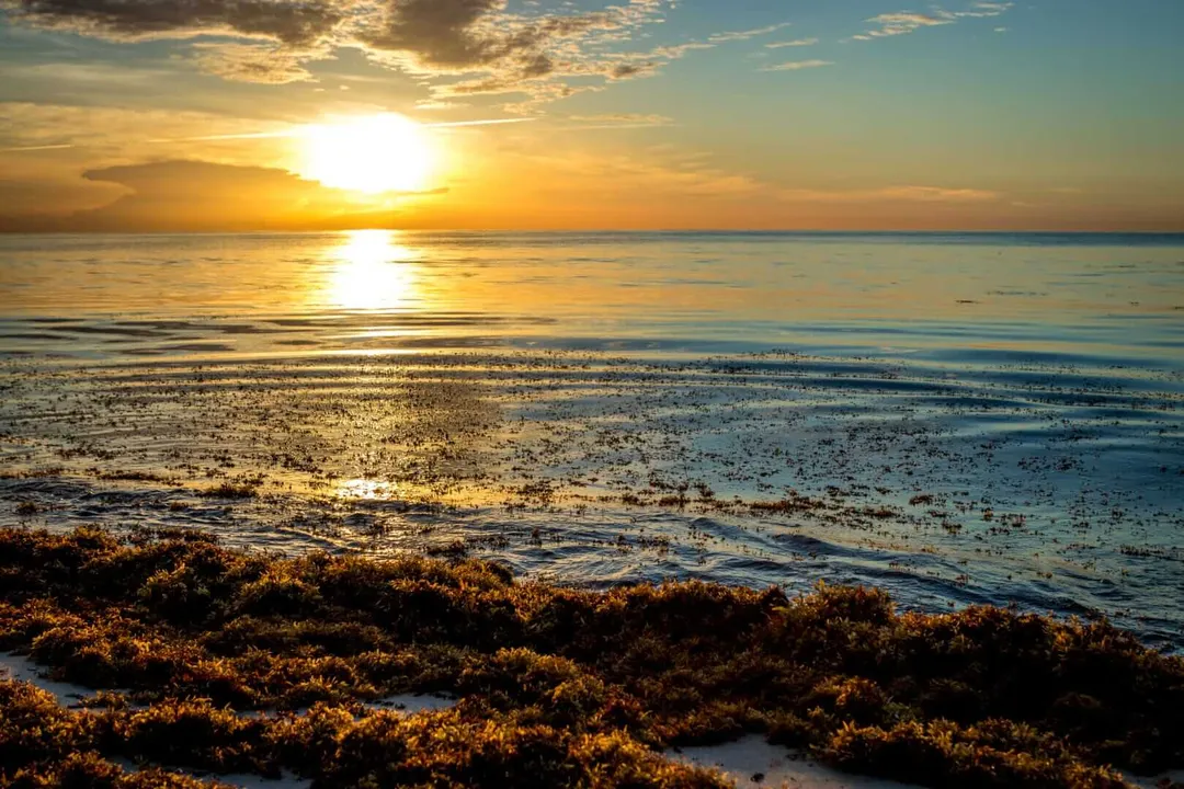 What we forgot about Tulum, and what it never forgot about us Sun sets over calm ocean waters with seaweed-covered beach in foreground