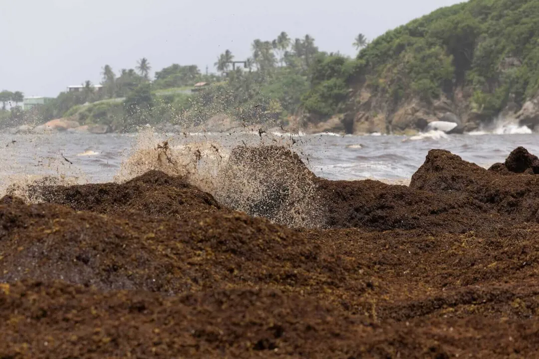 The Truth About Sargassum Seaweed in Mexico’s Caribbean Wave crashes over rocks covered in brown seaweed on a beach backed by forested cliffs