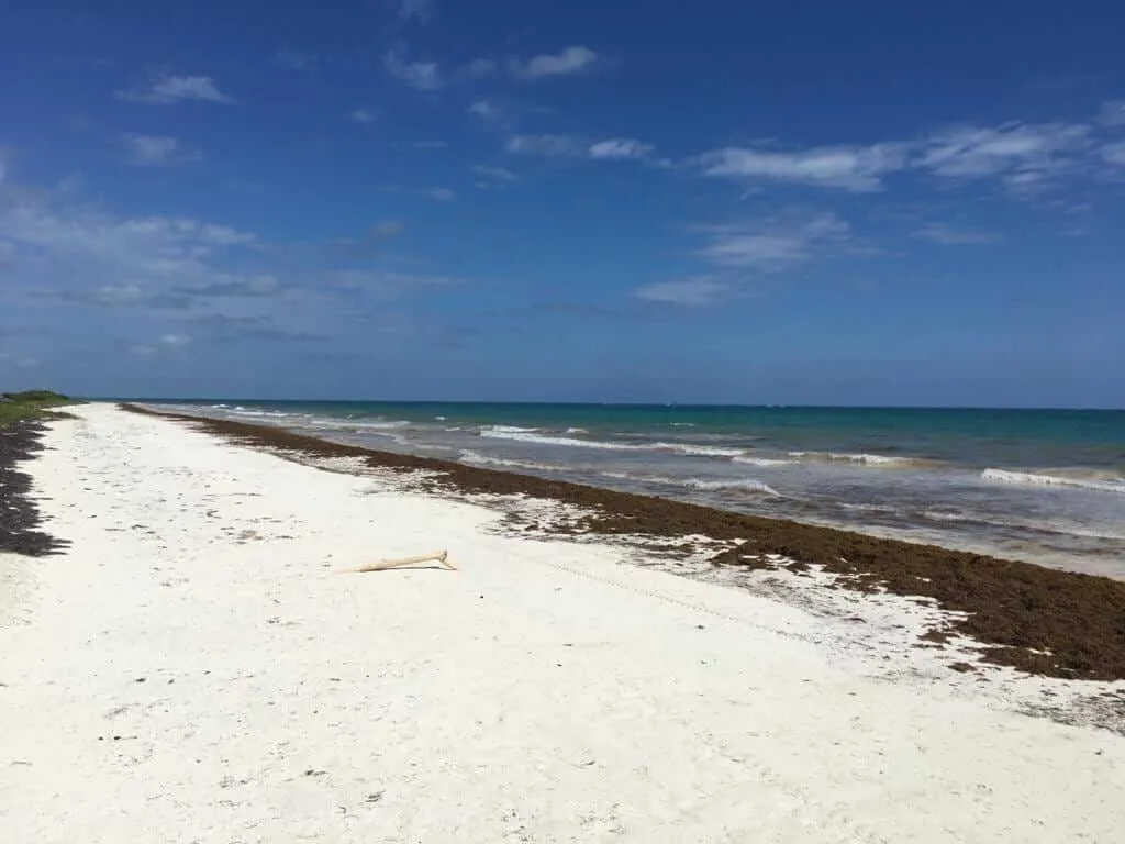 Sandy beach with seaweed and debris along the shoreline, turquoise water with waves, and blue sky with light clouds