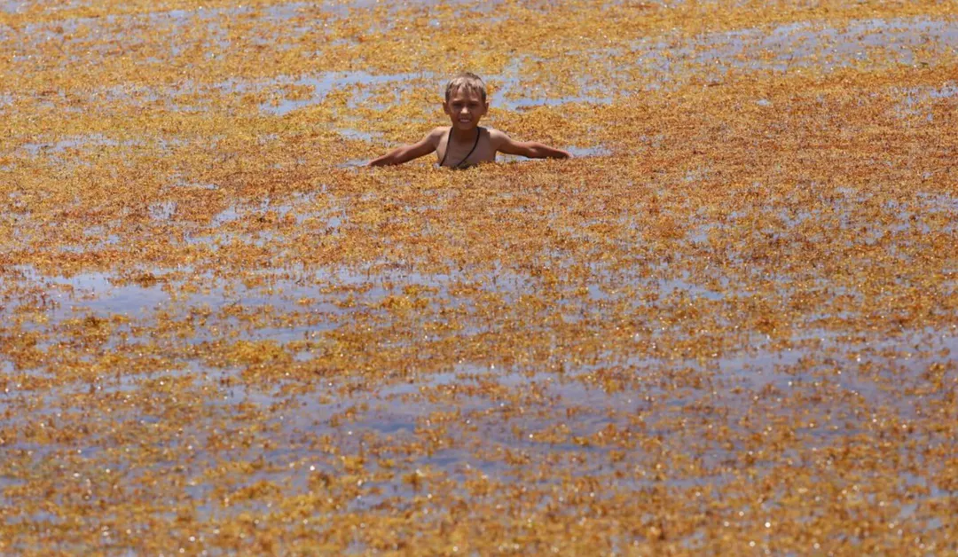A child swims in shallow water covered with brown seaweed and patches of blue water