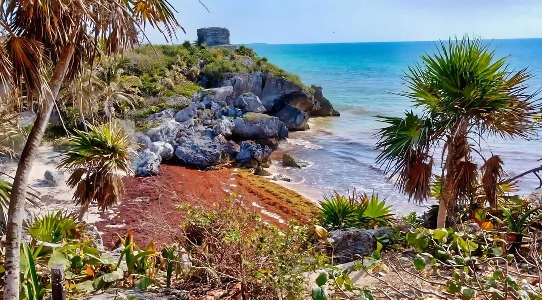 Sargazo Tulum 2025: Massive Increase Doubles Beach Cleanup Efforts Palm trees frame a rocky coastline with turquoise water and a small stone structure on a cliff, with reddish-brown seaweed accumulated on the beach below