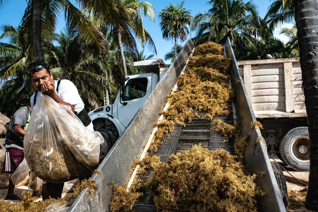 Worker unloads dried seaweed from a truck bed at a collection facility surrounded by palm trees
