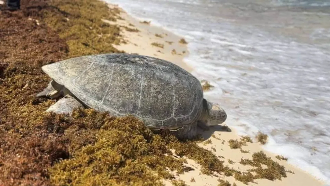 Sea turtle crawling across seaweed-covered sand toward the ocean at a beach shoreline