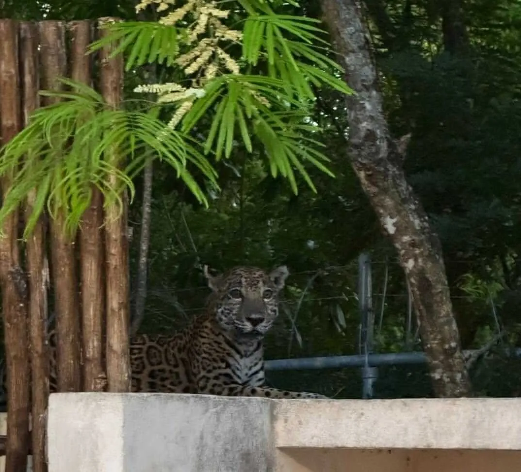 Jaguar peering over a concrete wall in a wooded enclosure with tropical vegetation overhead