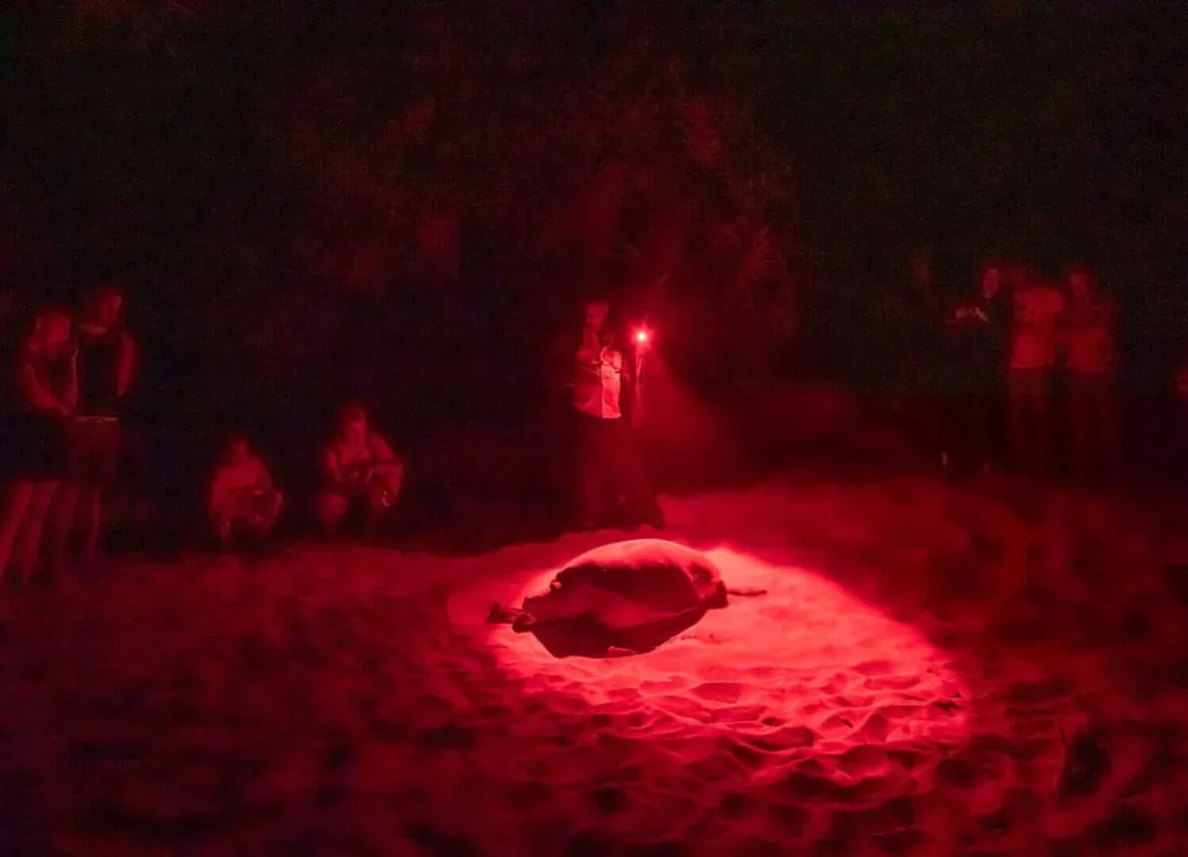 Tulum beaches see over 650 sea turtle nests as conservation teams work through the night Sea turtle on sand illuminated by red light while observers stand in the darkness nearby