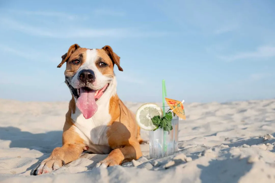 Brown and white dog lying on sand next to a cold beverage with ice and lemon garnish under blue sky