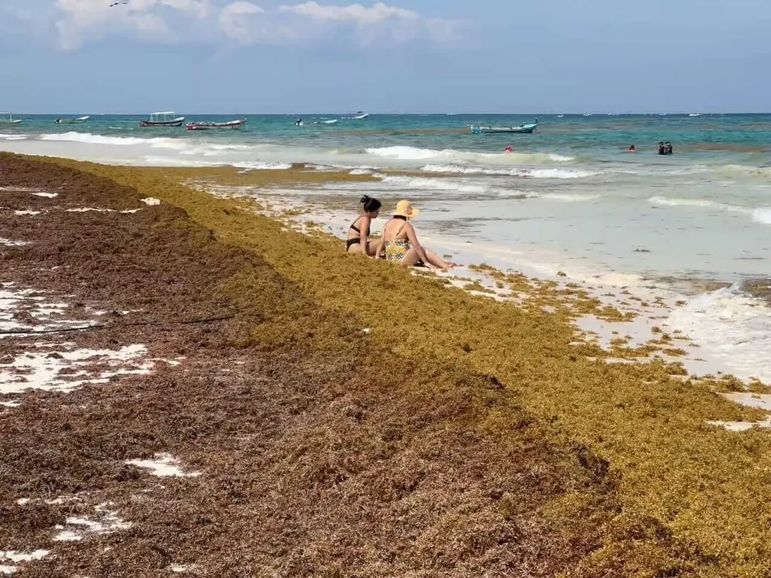 Why Tulum Public Beach Access Is Becoming Harder for Locals to Find Two people sit on a beach covered with brown and green seaweed, with boats visible in the turquoise water offshore