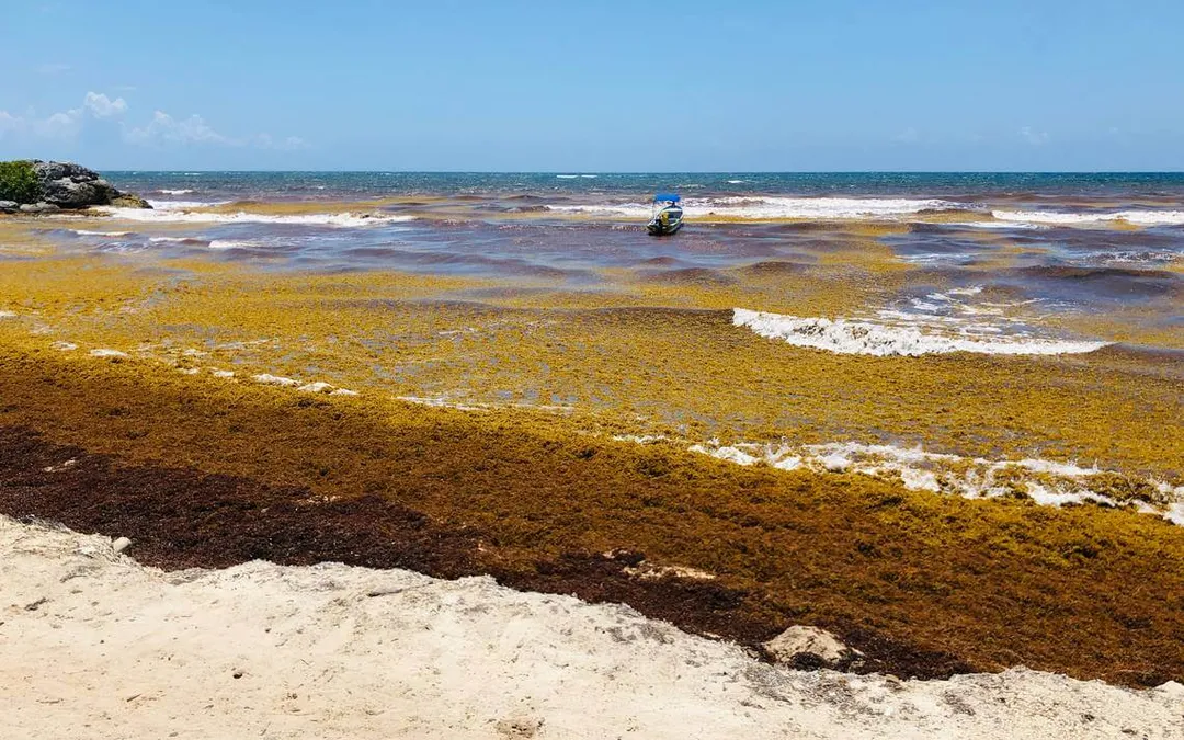 Sandy beach covered with thick brown seaweed floating in shallow water, with a small boat visible offshore under blue sky
