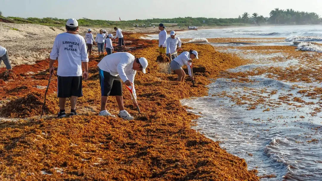Sargassum Returns to the Mexican Caribbean With New Patterns That Are Hard to Ignore Volunteers in white shirts use rakes to clear brown sargassum seaweed from a beach while waves wash ashore