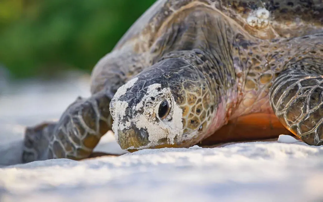 Sea turtle resting on sand with its head lowered close to the ground