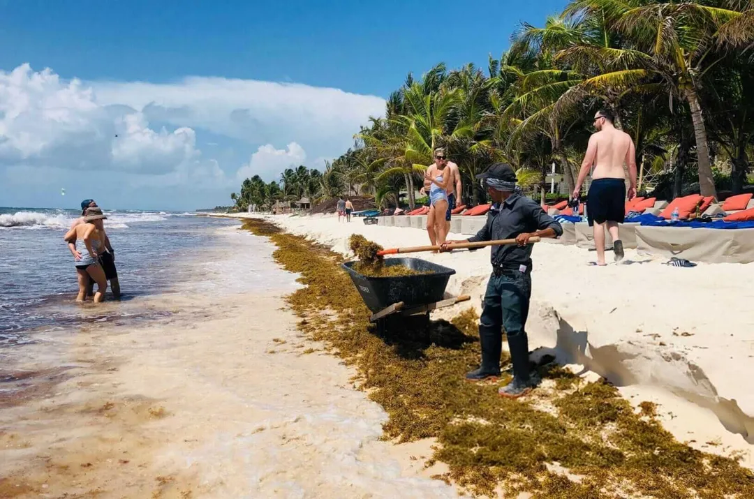 Person in diving gear stands on seaweed-covered beach while swimmers and beachgoers gather along the shore lined with palm trees