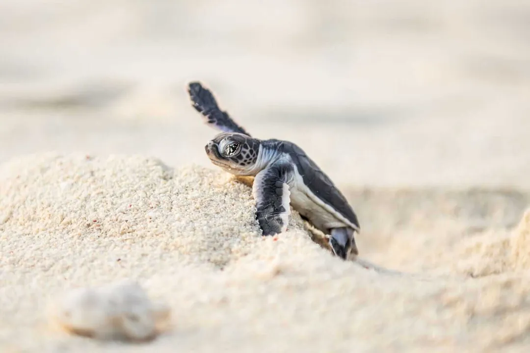 They Were Born to Find the Sea, will You Let Them? A sea turtle hatchling crawls across sand toward the ocean