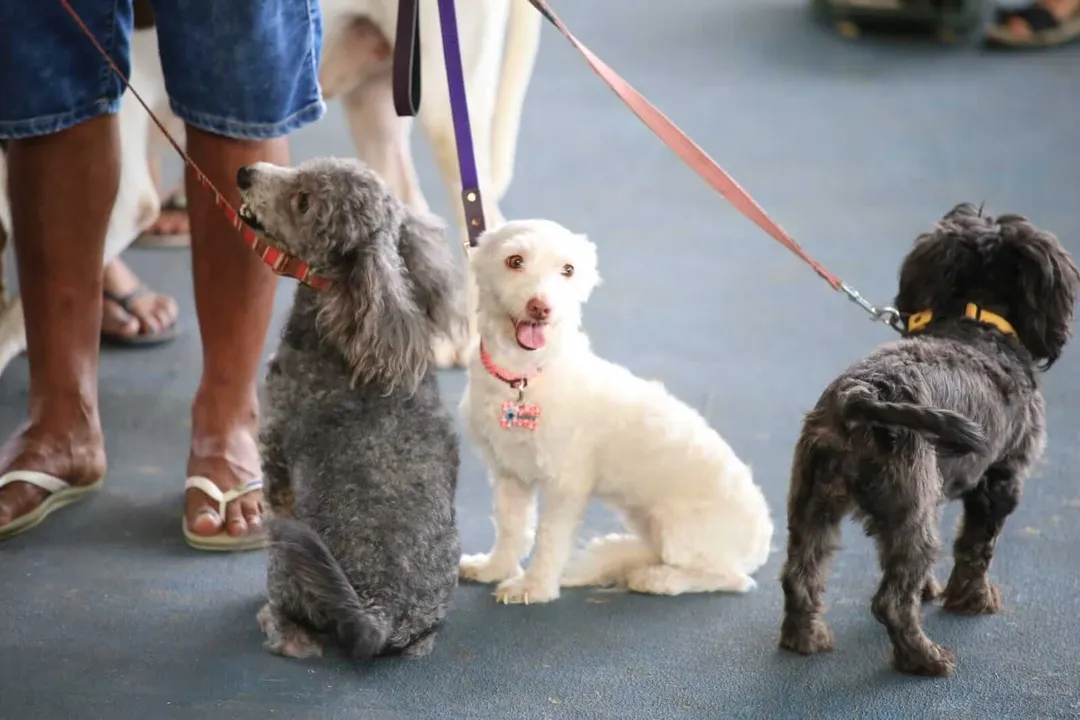 Three dogs on leashes stand on a street with their handlers during what appears to be a community gathering
