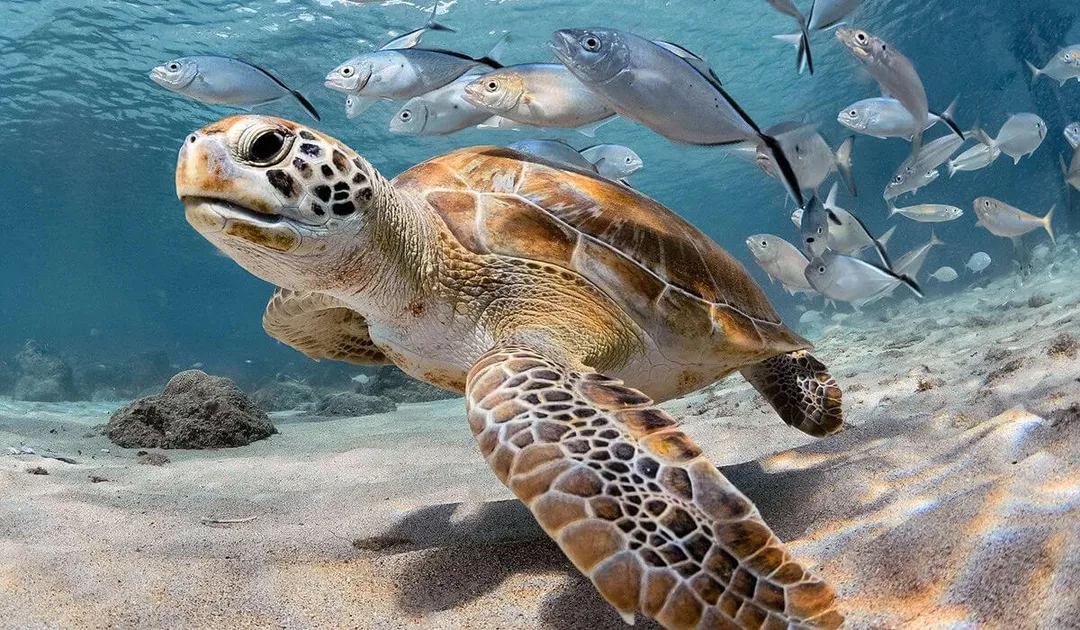 Sea Turtle Festival returns to Tulum, Akumal and Xcacel this October Sea turtle swimming near the sandy ocean floor surrounded by smaller fish and rocks