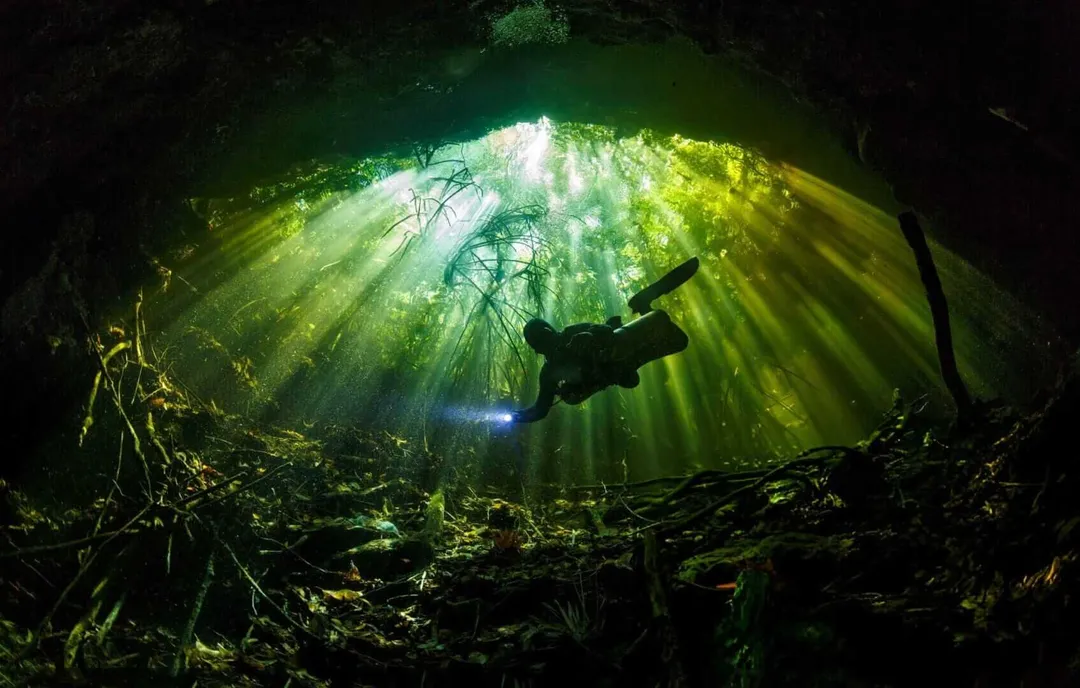 Cenote diving in Tulum uncovers a vast world beneath the jungle floor A diver with a headlamp swims upward through an underground cenote toward light filtering down from the opening above, surrounded by submerged vegetation and ca