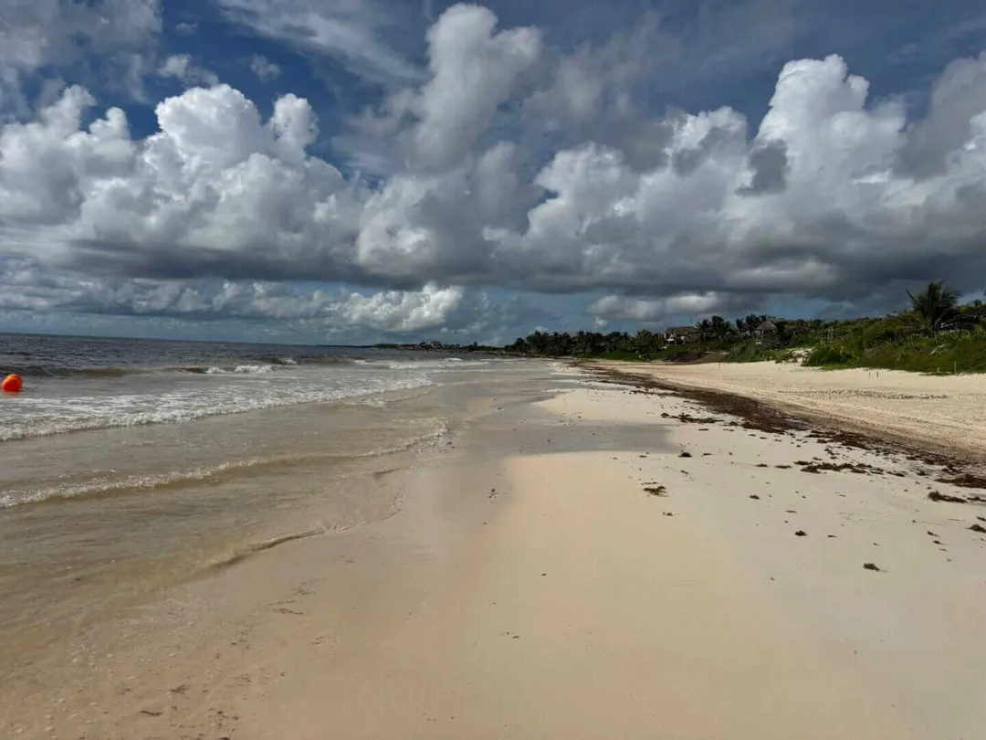 Tulum hoteliers back free public access but warn of infrastructure burdens Sandy beach with shallow waves and seaweed along the shoreline, palm trees visible in the distance under a cloudy sky