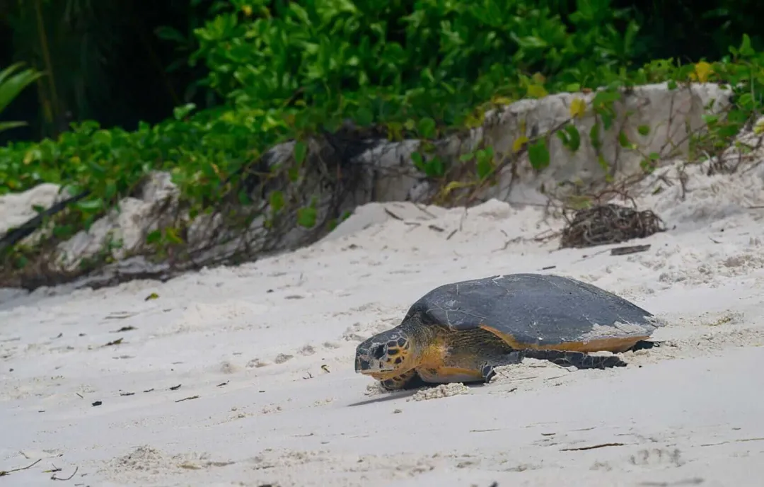 Sea turtle crawling across sandy beach toward vegetation-covered dunes
