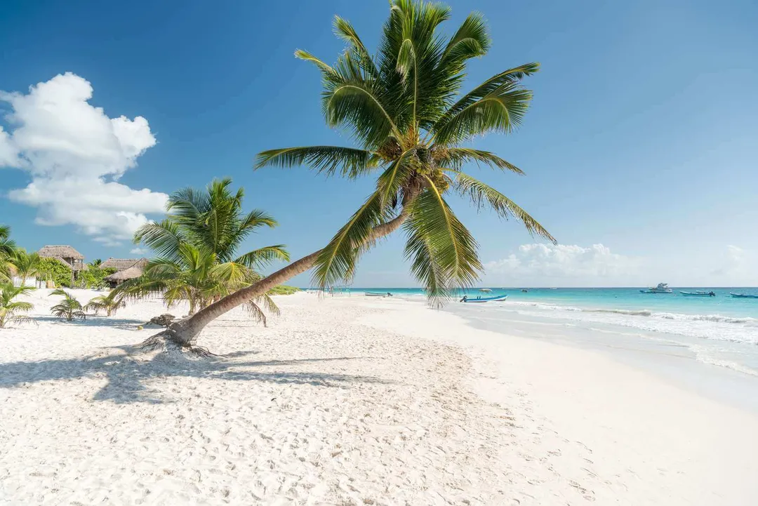 Mexico reopens Tulum public beaches to boost tourism Palm trees lean over white sand beach with turquoise water and small boats in the distance under blue sky