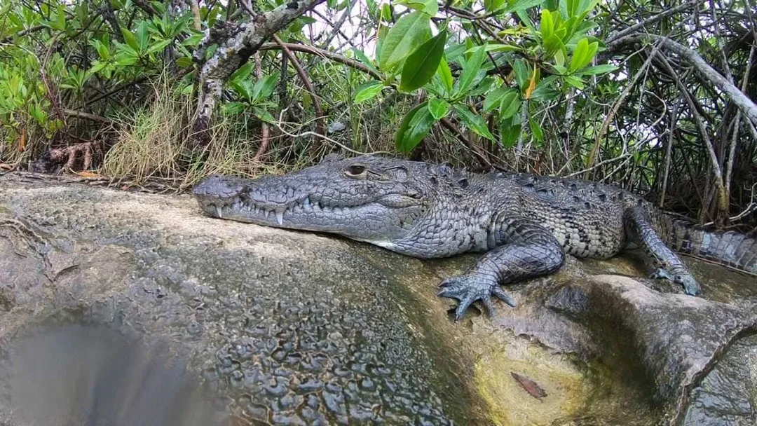 A crocodile rests on a shallow, moss-covered rock beside water with mangrove vegetation behind it