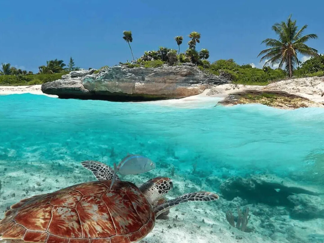Quiet turtle sanctuary at Xcacel Beach contrasts with booming Tulum Sea turtles swim in shallow turquoise water near a sandy beach with a large rock formation and palm trees