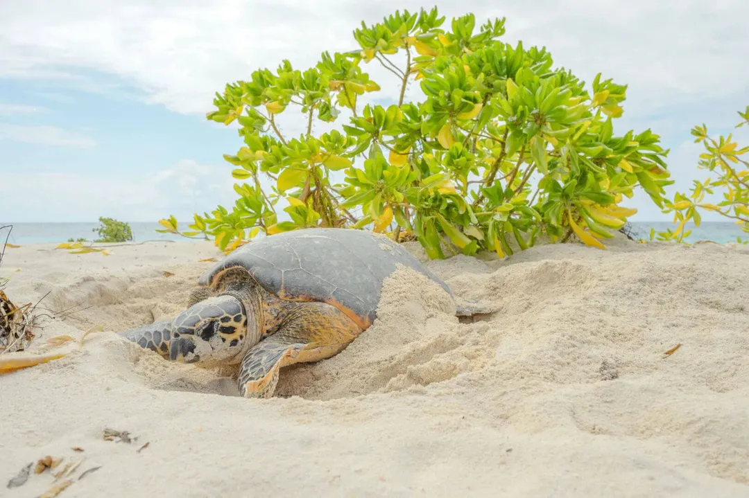 Sea turtle rests in sand on a beach near a green mangrove tree and shallow water